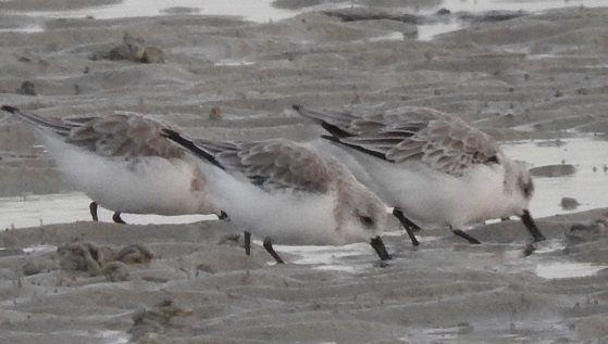 minute ou sanderling (7).jpg