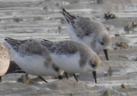 minute ou sanderling (9).jpg