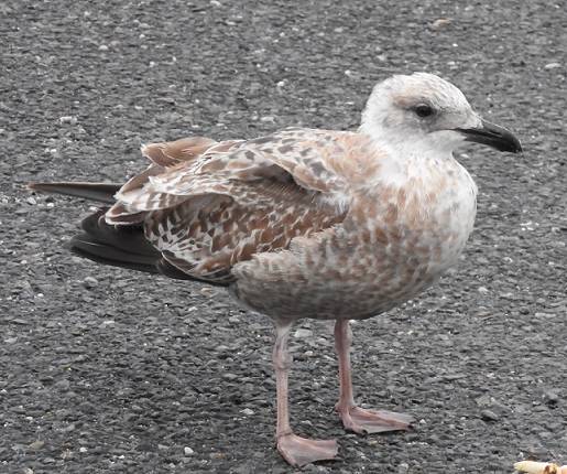 Goeland Juvenile (1).jpg