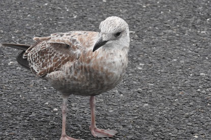 Goeland Juvenile (12).jpg