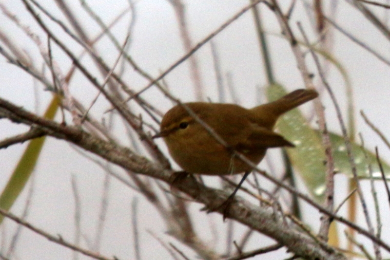 2016-10-24 Réserve ornithologique du Teich (243).JPG