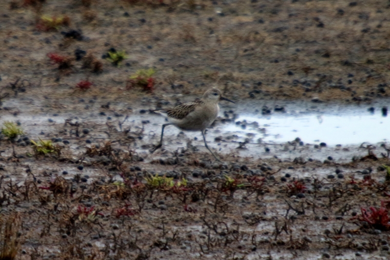 2016-10-24 Réserve ornithologique du Teich (307).JPG