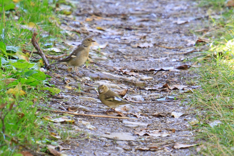 2 oiseaux incinnus.jpg