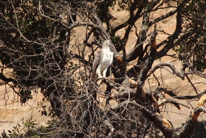 Afrique du Sud - août 2016 (40) (Copier).JPG