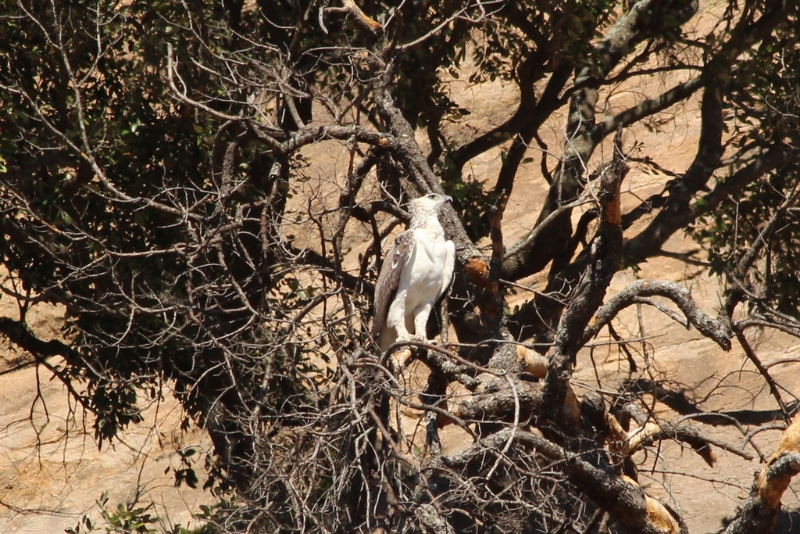 Afrique du Sud - août 2016 (60) (Copier).JPG