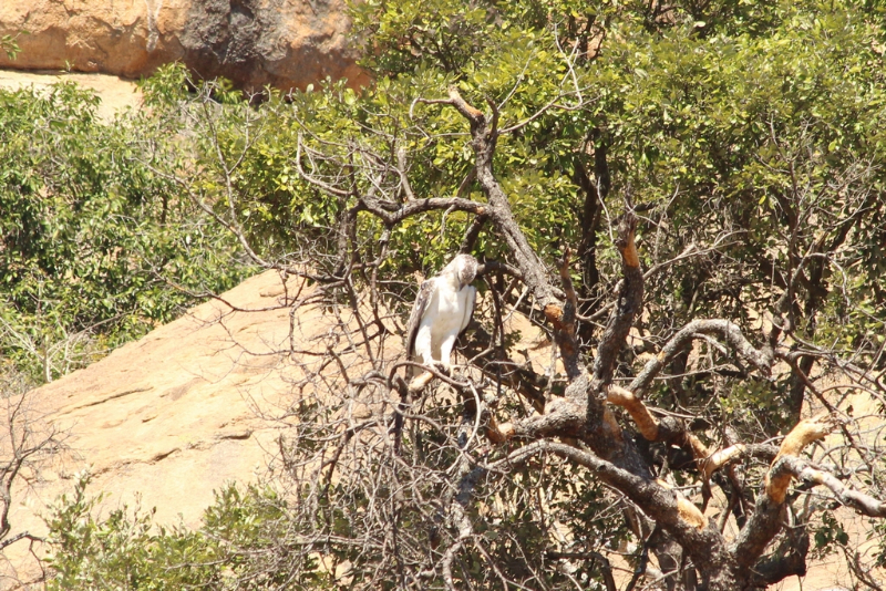 Afrique du Sud - août 2016 (61) (Copier).JPG