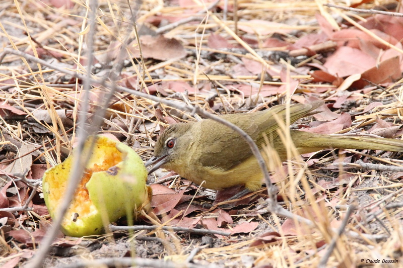 Copie de bulbul à poitrine jaune.JPG