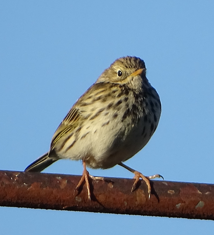 Pipit1.jpg