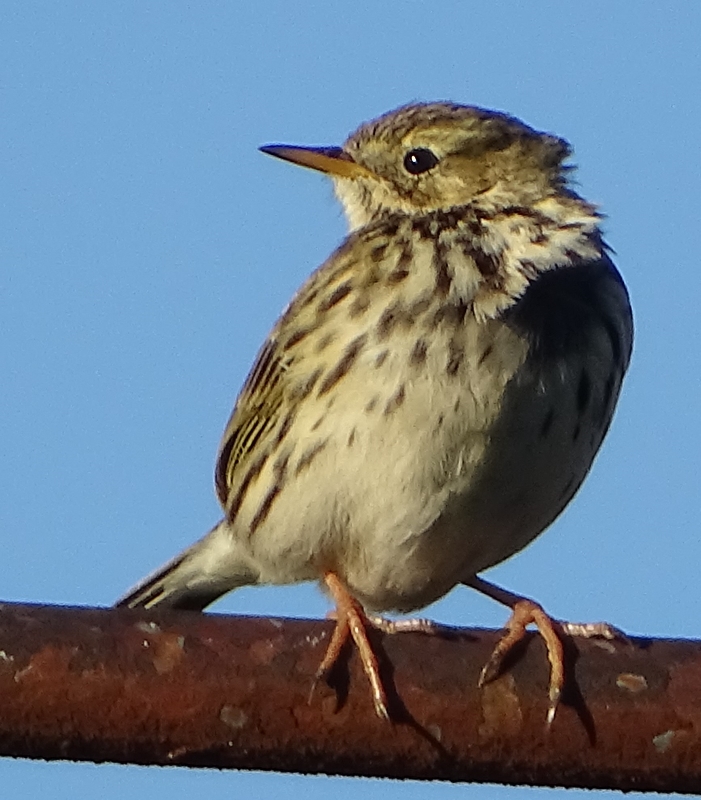 Pipit2.jpg