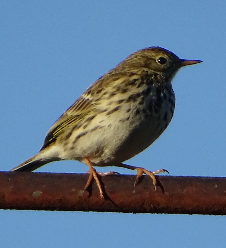 Pipit3.jpg