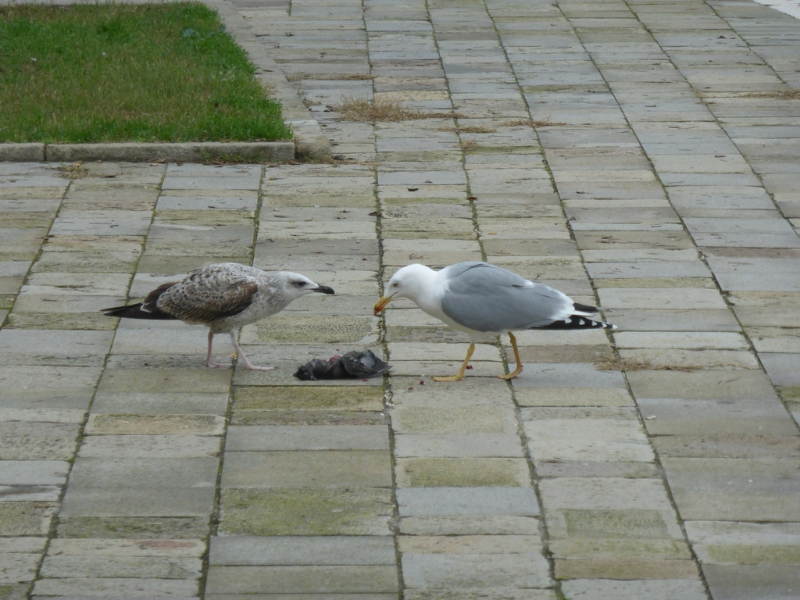 Yellow-legged Gull adult and young - Venice - Italy - november 2016 (24) (Copier).JPG