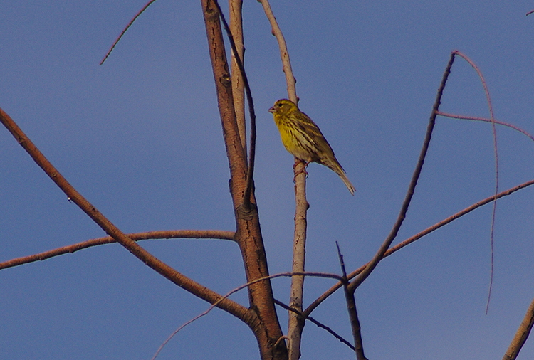 Serin cini à voir.jpg