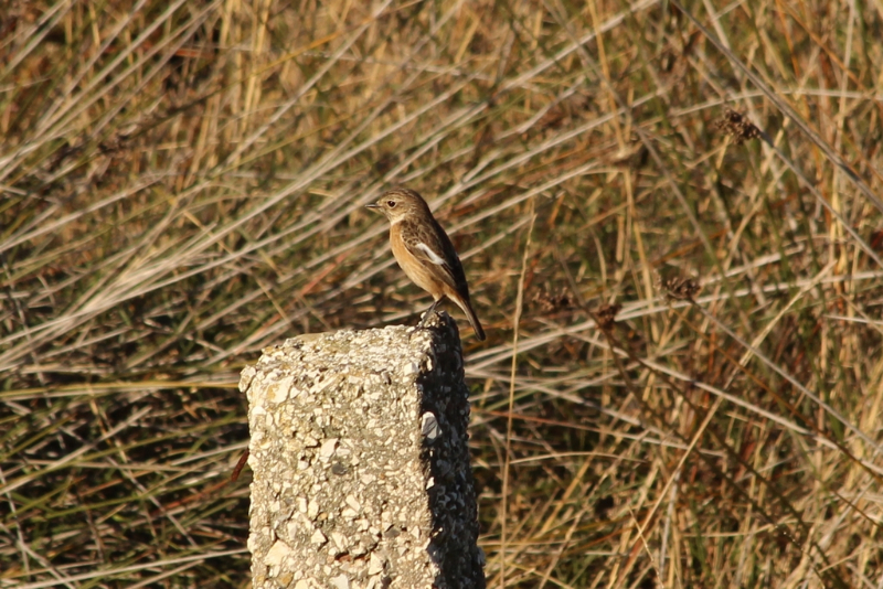 Karavasta - Albanie - décembre 2016 (32) (Copier).JPG