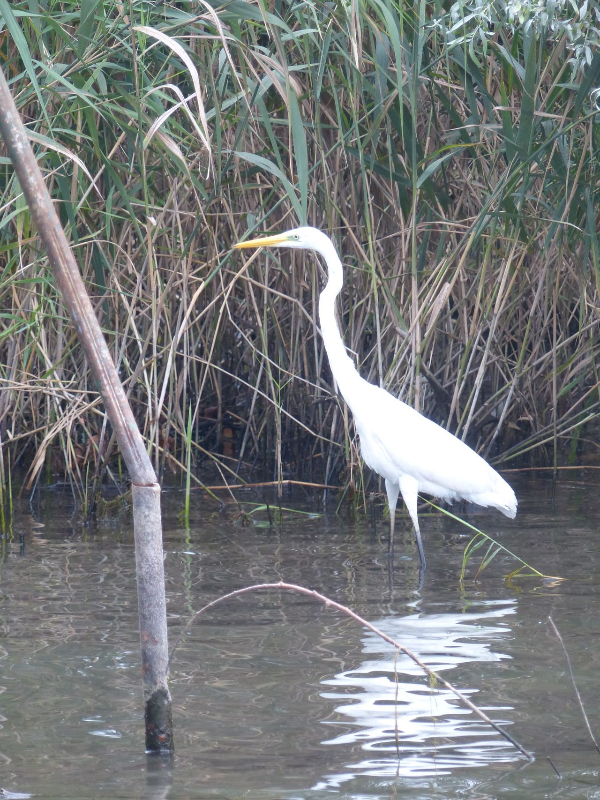 Grande_aigrette (I).jpg