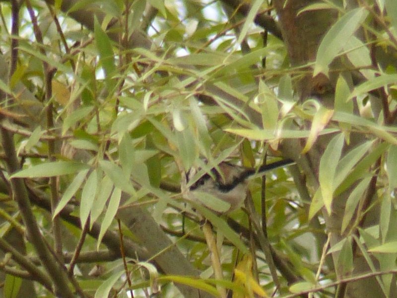 Mésange_à_longue_queue_b.jpg