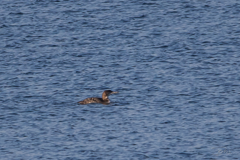 Plongeon arctique_6111.jpg