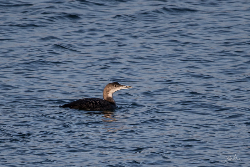 Plongeon arctique_6136.jpg