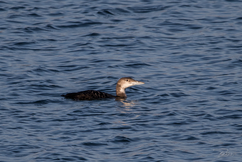 Plongeon arctique_6139.jpg