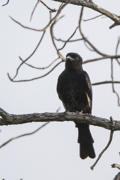 drongo_selous-0305.jpg