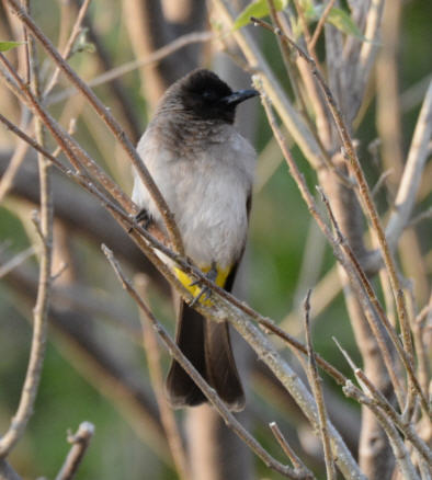 bulbul tricolore !!!.jpg