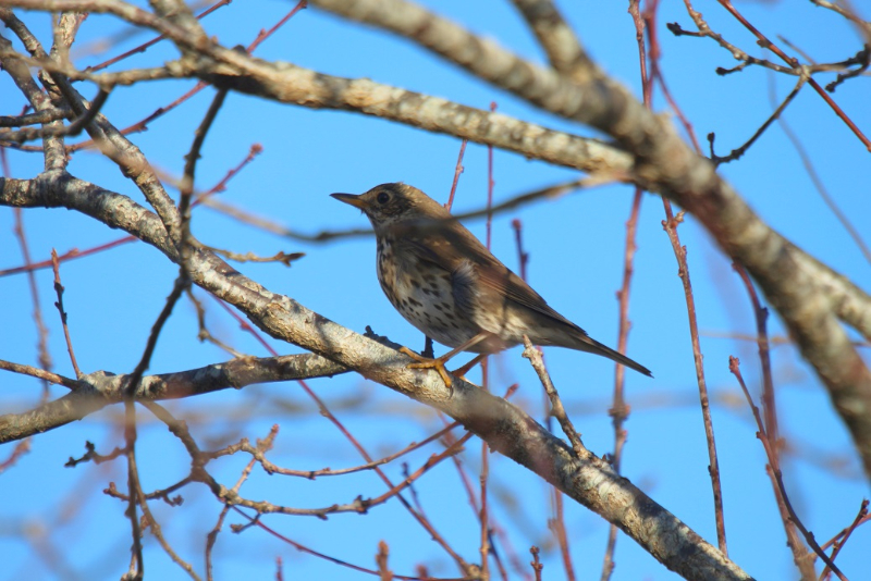 2017-02-08 Réserve ornithologique du Teich (301) - Copie.JPG