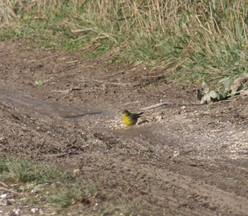 passereau jaune.JPG