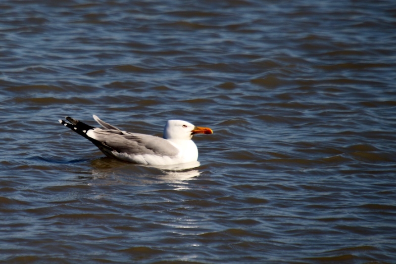 2017-02-25 Parc ornithologique de Pont de Gau (23).JPG