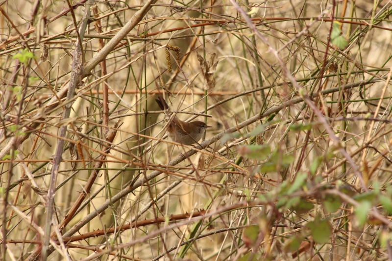 Parc Kune-Vain - Albanie - février 2017 (268) (Copier).JPG