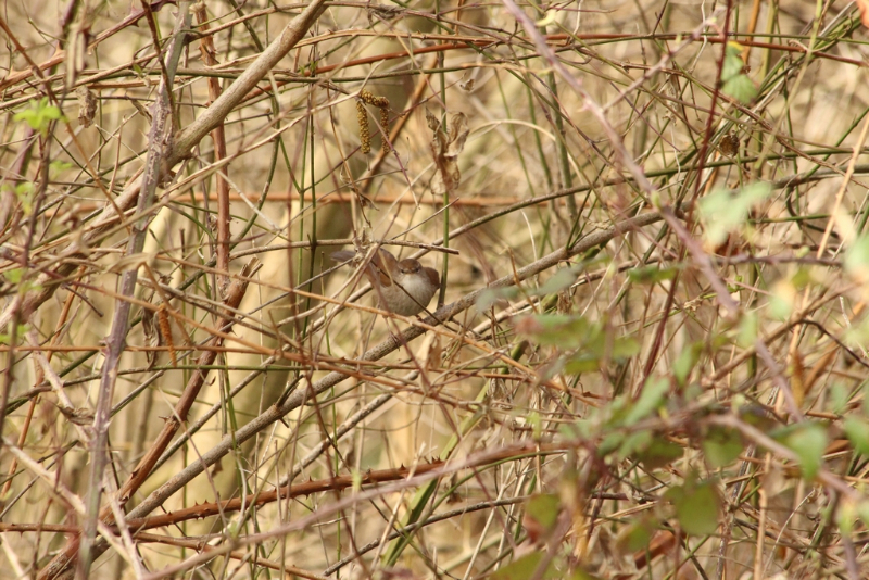 Parc Kune-Vain - Albanie - février 2017 (263) (Copier).JPG