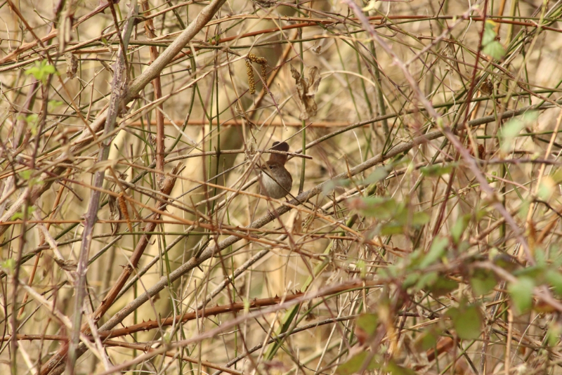 Parc Kune-Vain - Albanie - février 2017 (265) (Copier).JPG