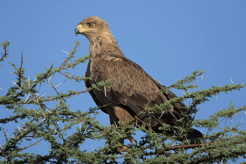 ravisseur_samburu-0225.jpg