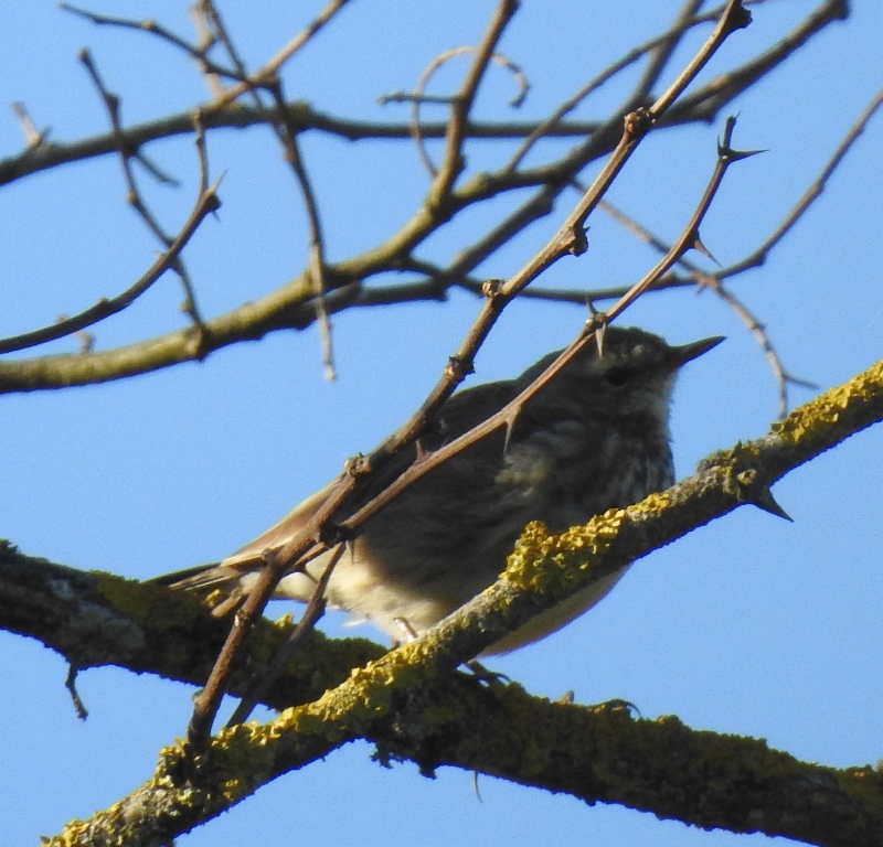 Pipit farlouse (1).JPG