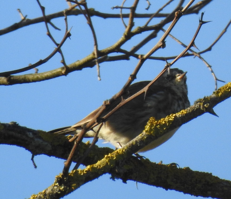 Pipit farlouse (2).JPG