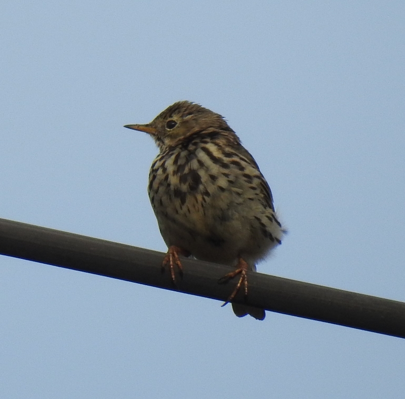 Pipit sp (1).JPG