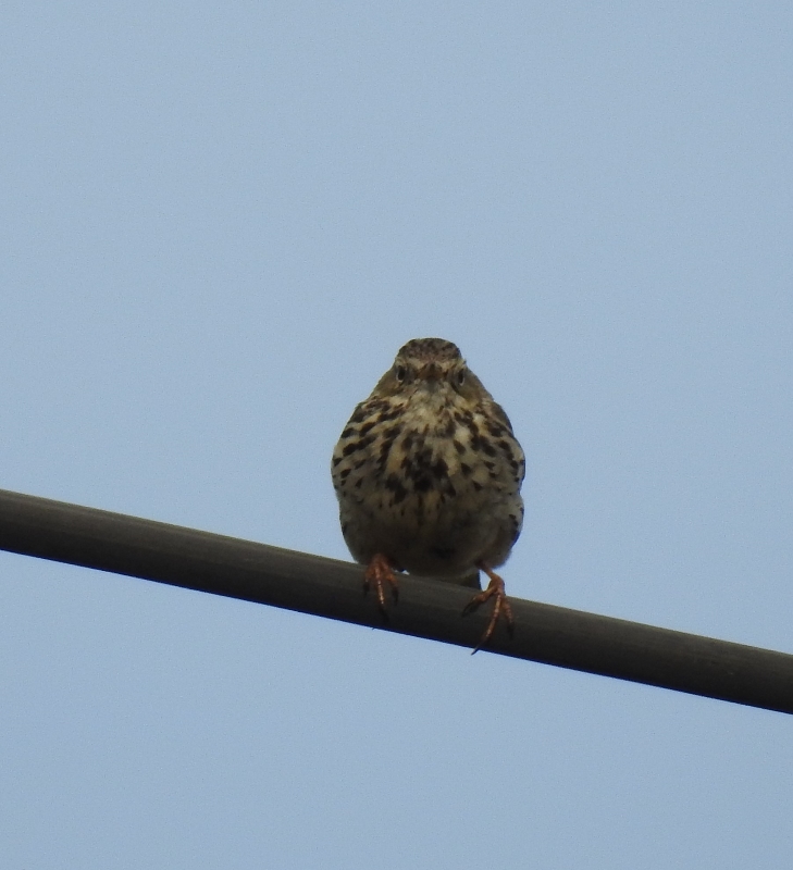 Pipit sp (2).JPG