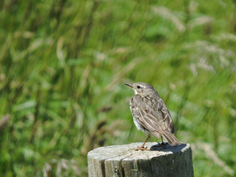 pipit farlouse (1).JPG