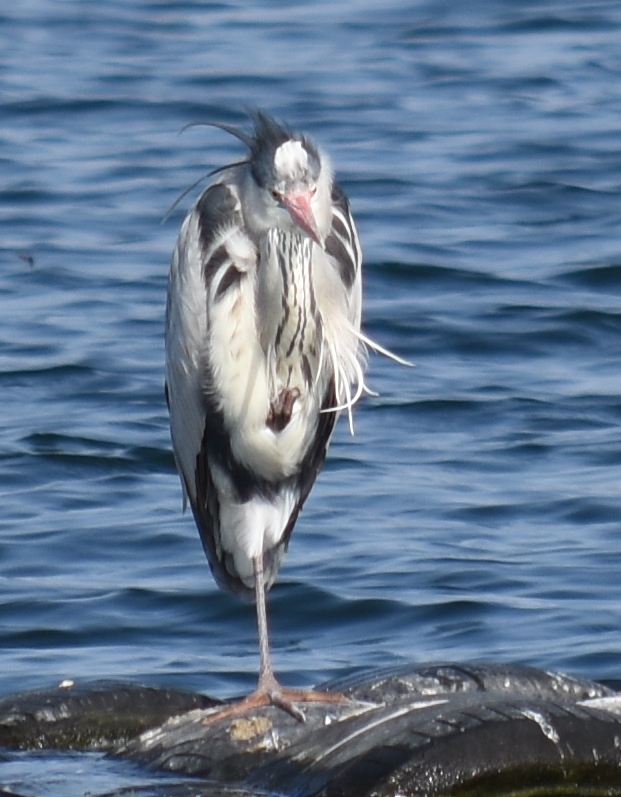 heron01.jpg