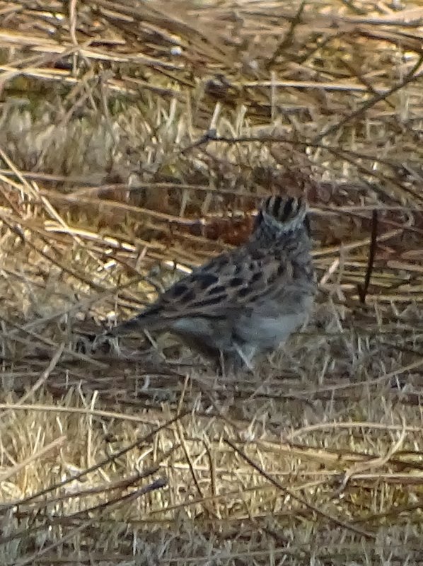 Alouette lulu 2016 oiseau N° 2.JPG