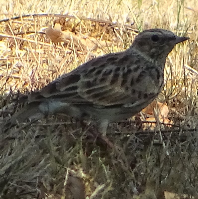 Alouette lulu 2016 oiseau N°2.JPG