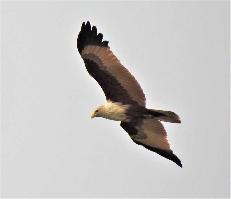 gros rapace.JPG