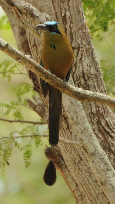 Motmot_1025.jpg