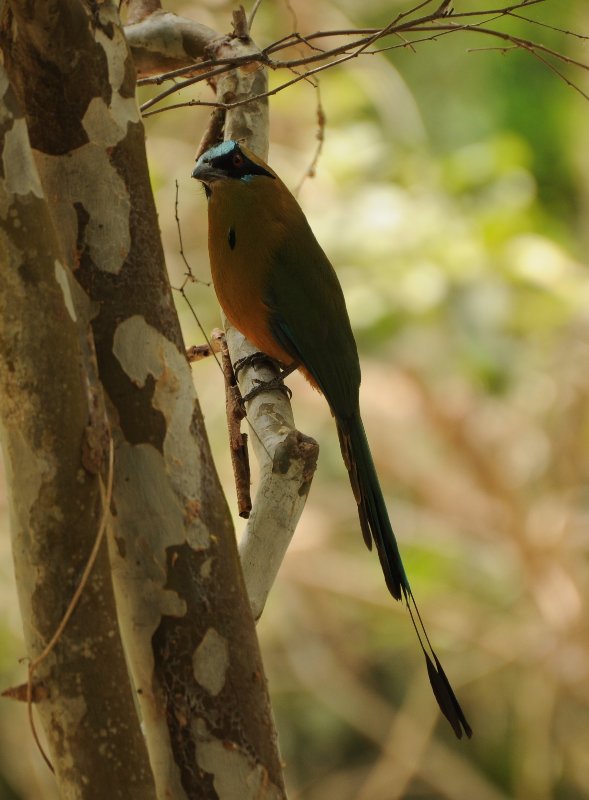 Motmot-1005.jpg