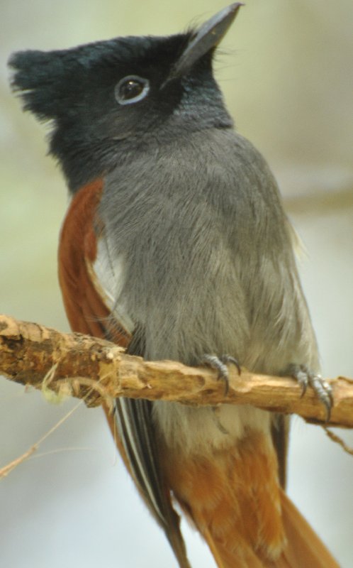 Tchitrec d'Afrique-f_2 (Manyara Tanzanie).jpg