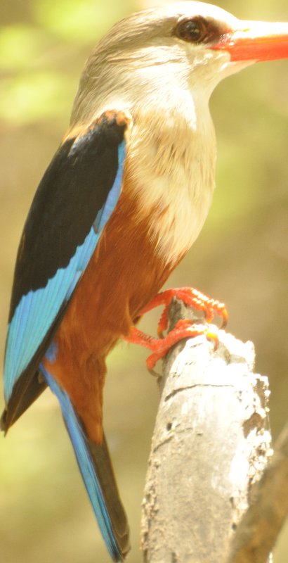 Martin-chasseur a tete grise-m_2 (Natron Tanzanie).jpg