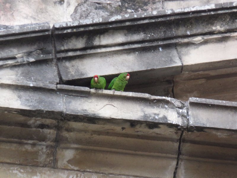 Conure de Finsch (4).JPG