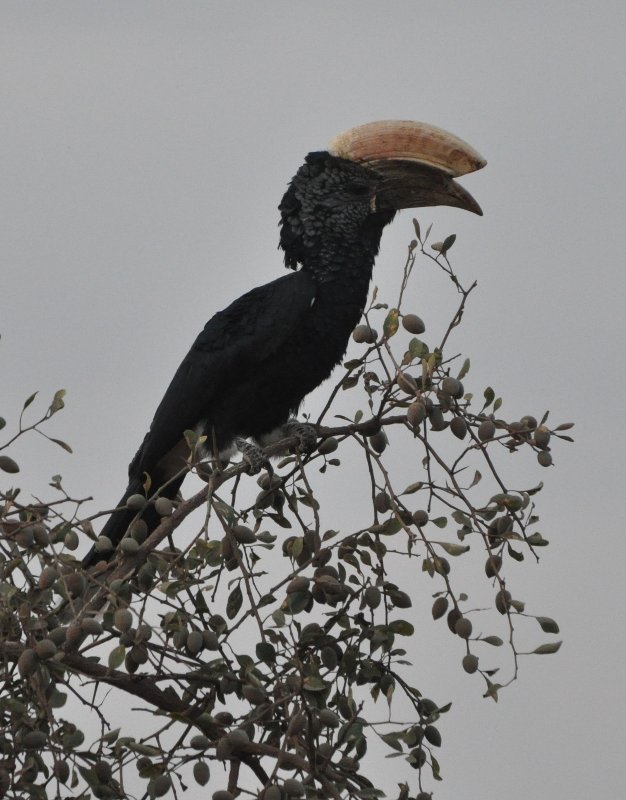 Calao (Tanzanie).jpg