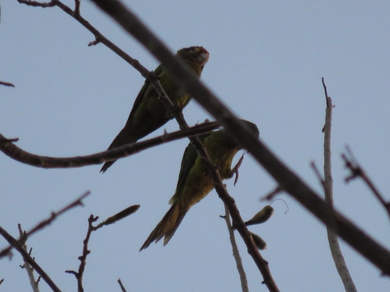 Conure de Finch (2).JPG