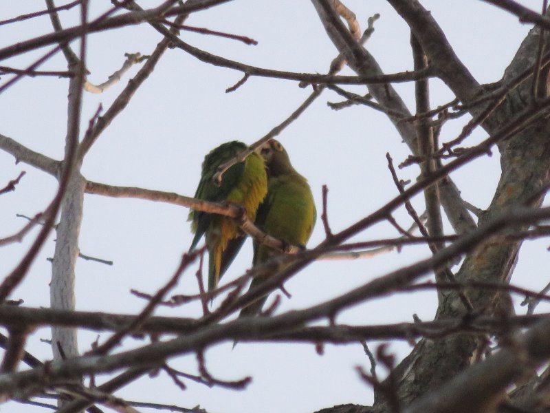 Conure de Finch (3).JPG