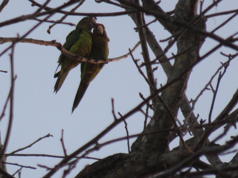 Conure de Finch (6).JPG