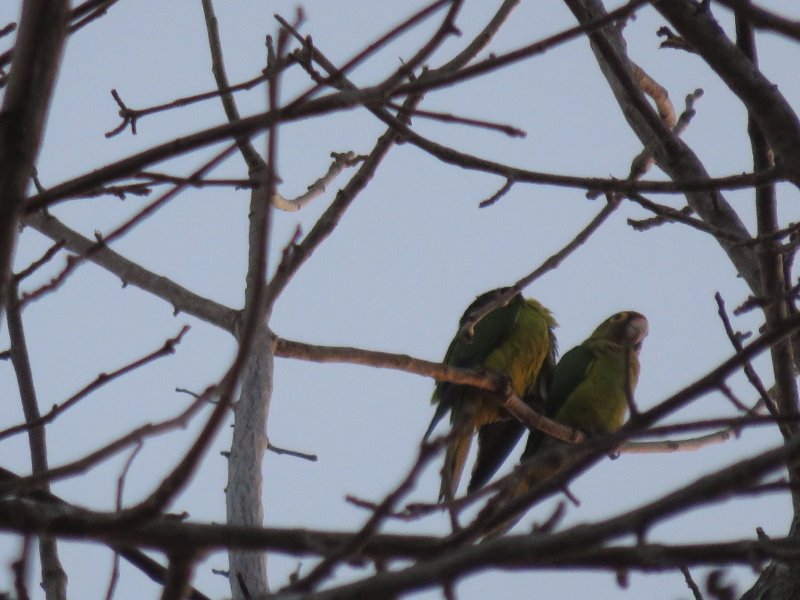 Conure de Finch (4).JPG